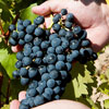 International Tempranillo Day