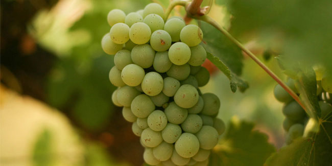 15 June - International Drink Chenin Blanc Day