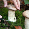 European Mushroom Day