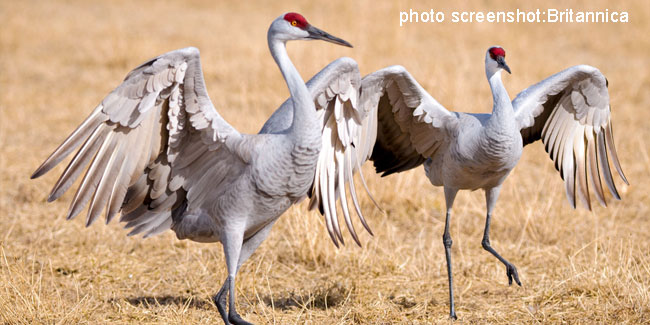 8 September - International Crane Day