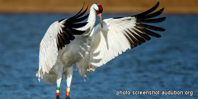 18 May - Whooping Crane Day