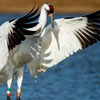 Whooping Crane Day