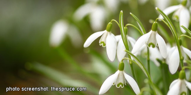 19 April - Snowdrop Day