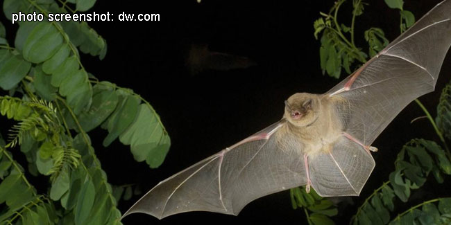 24 August - International Bat Night