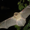 International Bat Night