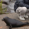 Day of the seal in Russia