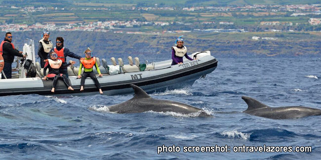 1 July - Swimming with wild dolphins in the Azores