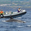 Swimming with wild dolphins in the Azores