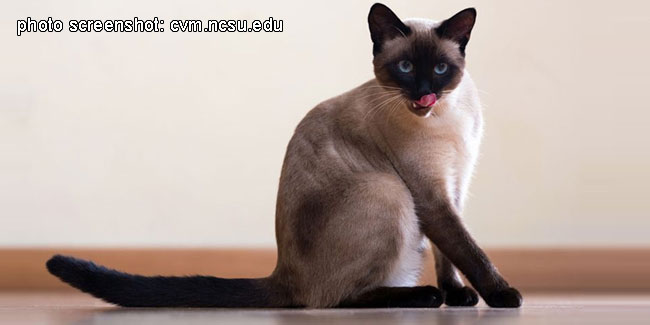 6 April - National Siamese Cat Day in USA