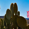 National Cactus Day in USA