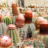 World Cactus Day