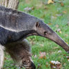 World Anteater Day and World Tamandua Day