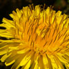 National Dandelion Day in U.S.