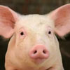 National Pig Day, Fruit Compote Day and National Peanut Butter Lover’s Day in United States