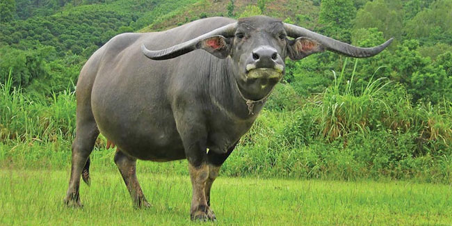 14 May - Thai Buffalo Conservation Day