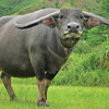 Thai Buffalo Conservation Day