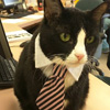 Take Your Cat to Work Day in USA