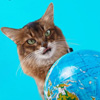 Cat World Domination Day