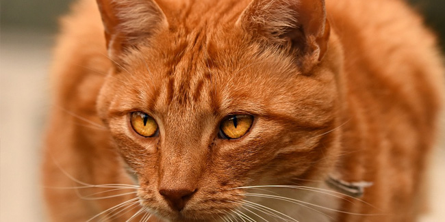 1 September - Ginger Cat Appreciation Day