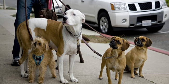 25 June - Dog Friendly Ireland Day