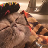 Cinco de Meow Day