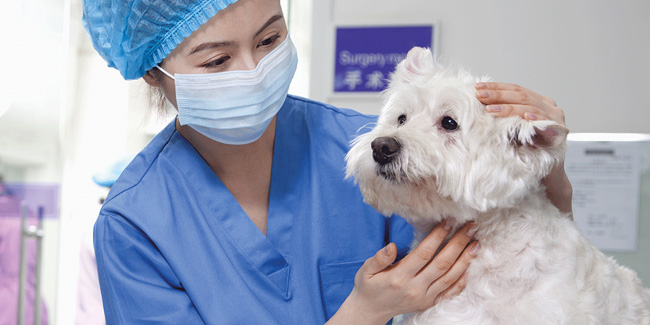 11 October - International Vet Nurse Day