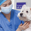 International Vet Nurse Day