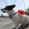 National Pet Remembrance Day in the UK