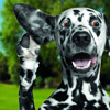 National Deaf Pet Awareness Week in USA
