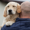 National Pets for Veterans Day in USA