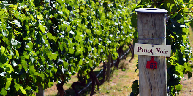 18 August - National Pinot Noir Day in USA