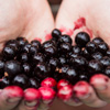 Blackcurrant Day in UK