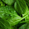 Fresh Spinach Day in the United States