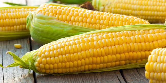 11 June - National Corn on the Cob Day in USA