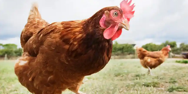 13 November - World Chicken Day
