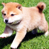 Mame shiba Day in Japan