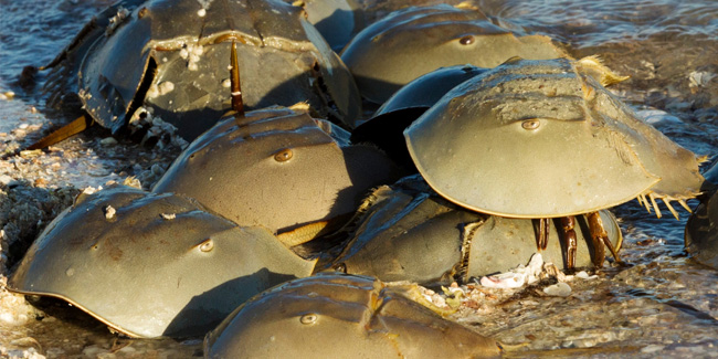 20 June - International Horseshoe Crab Day