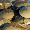 International Horseshoe Crab Day