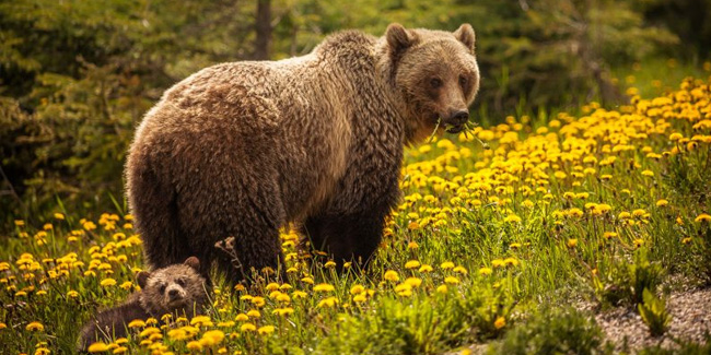 23 March - World Bear Day