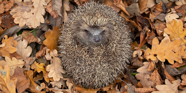 10 November - International Hedgehog Day