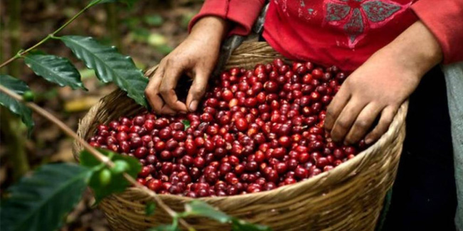 1 October - Coffee Day in El Salvador