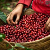 Coffee Day in El Salvador