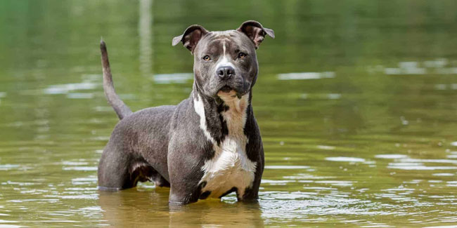 11 June - American Staffordshire Terrier Day