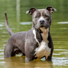 American Staffordshire Terrier Day