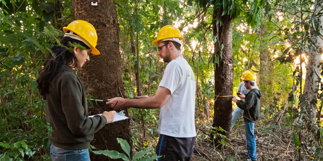 12 July - Forest Engineer Day in Brazil