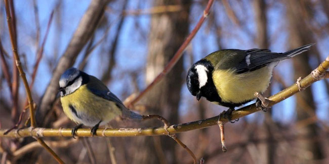 15 January - Wintering Birds Day in Russia