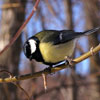 Wintering Birds Day in Russia