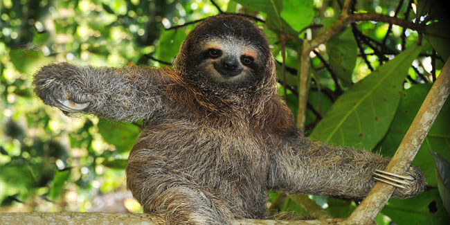 19 October - Sloth International Day