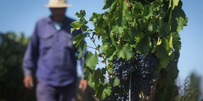 14 April - Wine Journalist's Day in Argentina