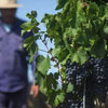 Wine Journalist's Day in Argentina